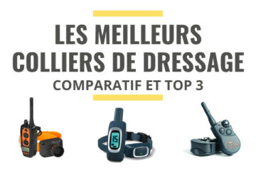 meilleur collier de dressage comparatif