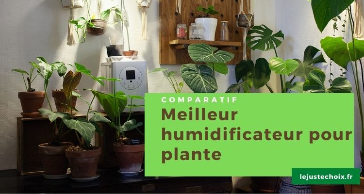 Quel est le meilleur humidificateur pour plante ? 3 modèles pour l'intérieur