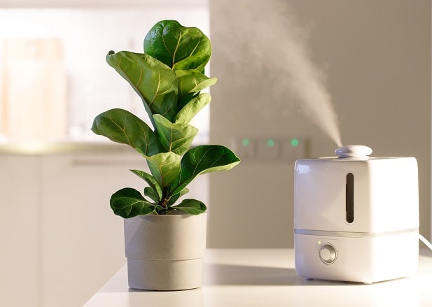 Humidificateur pour plante comparatif