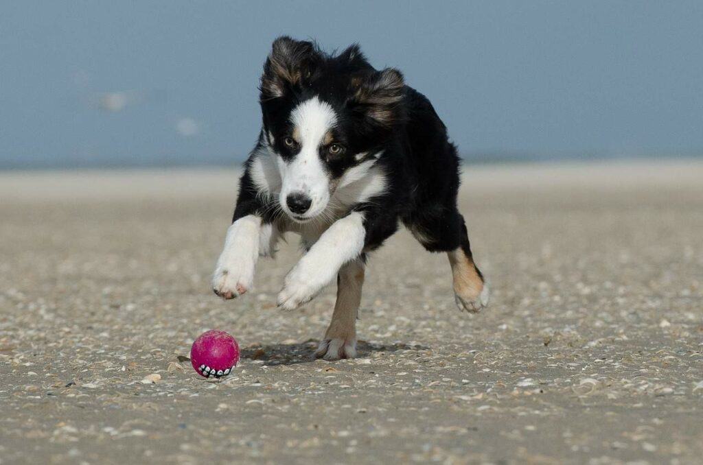 Meilleur ballon pour chien indestructible