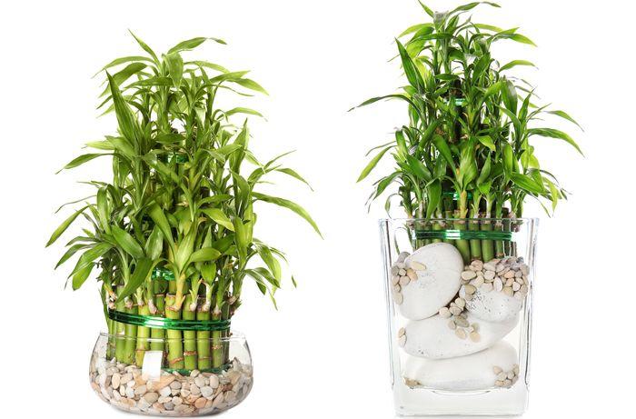 Vase pour bambou choix