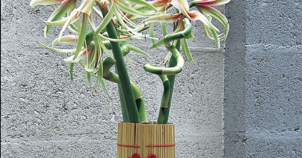 Vase pour bambou design